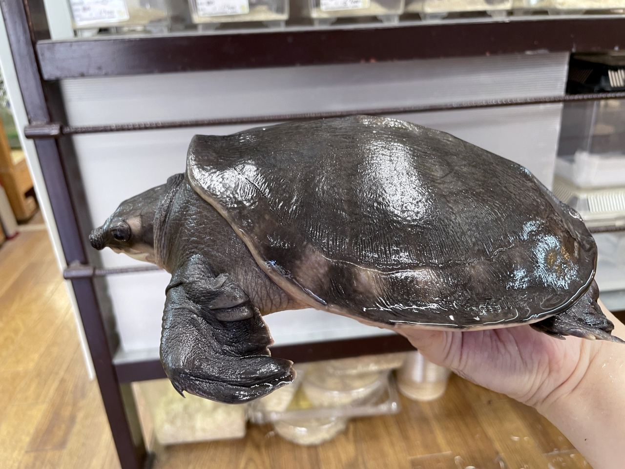 スッポンモドキ(2)