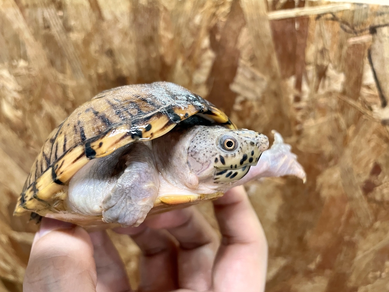 オオアタマヒメニオイガメ(3)