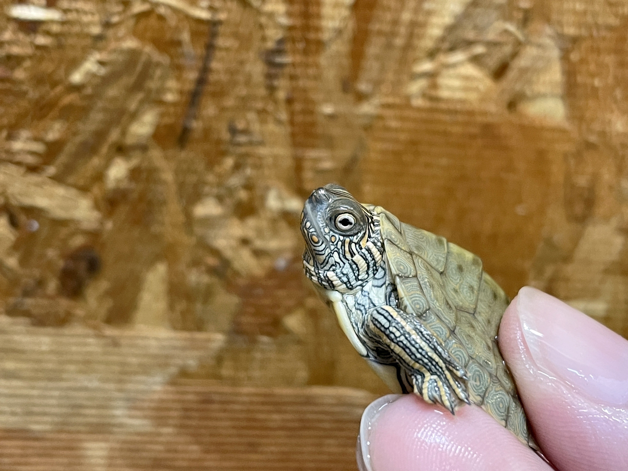 テキサスチズガメ(2)