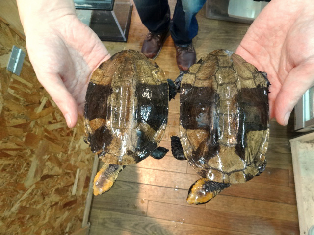 ズアカヒラタヘビクビガメ(4)