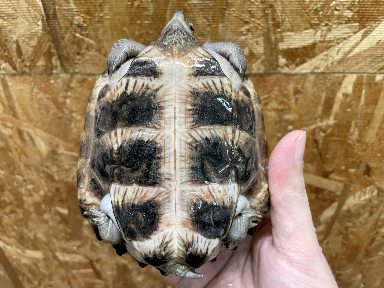 オオヤマガメ(8)