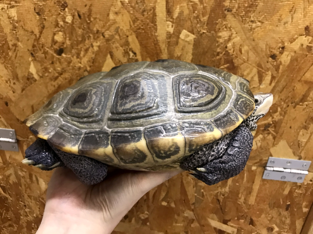 ノーザンダイヤモンドバックテラピン(8)