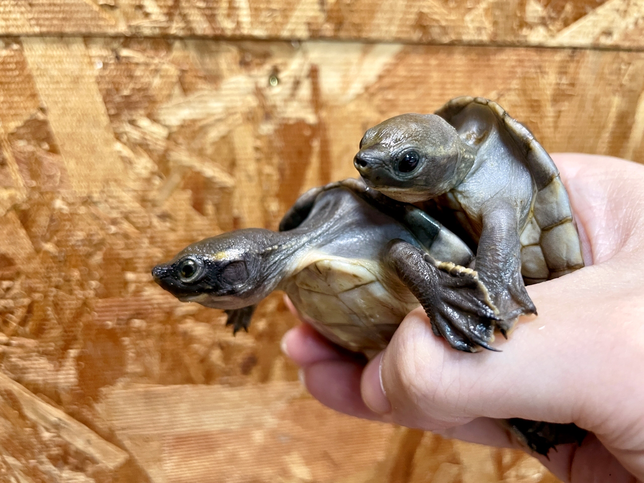 メキシコカワガメ(10)