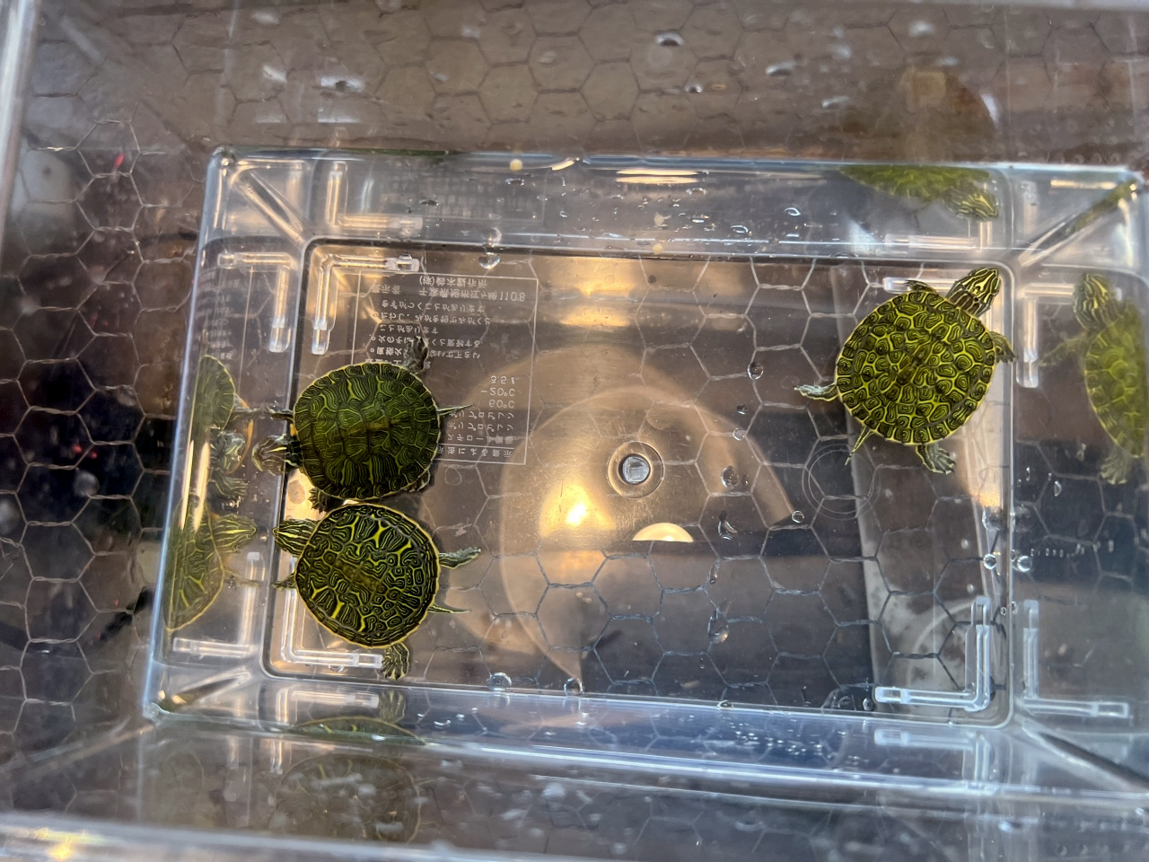 アラバマアカハラガメ(12)