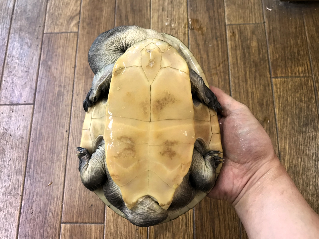 ジーベンロックナガクビガメ(6)