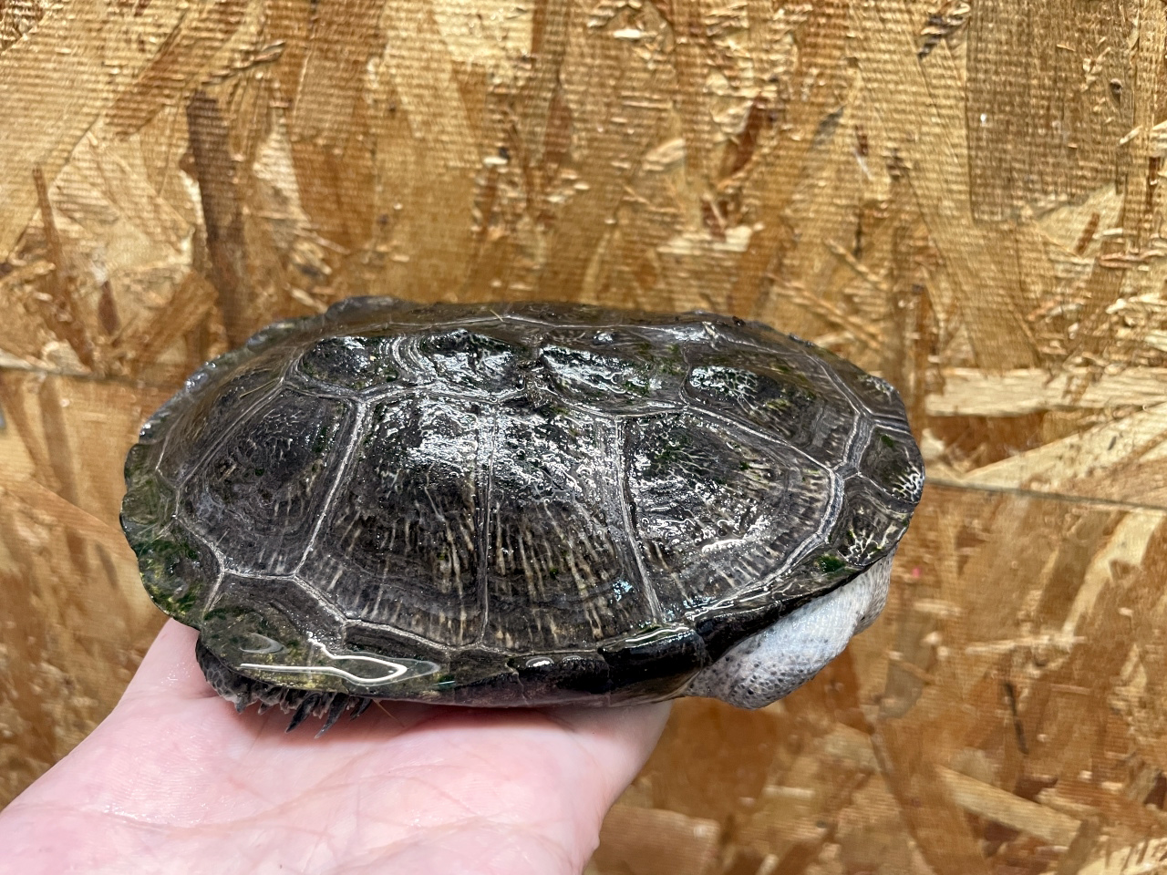 トゥルカナハコヨコクビガメ(2)