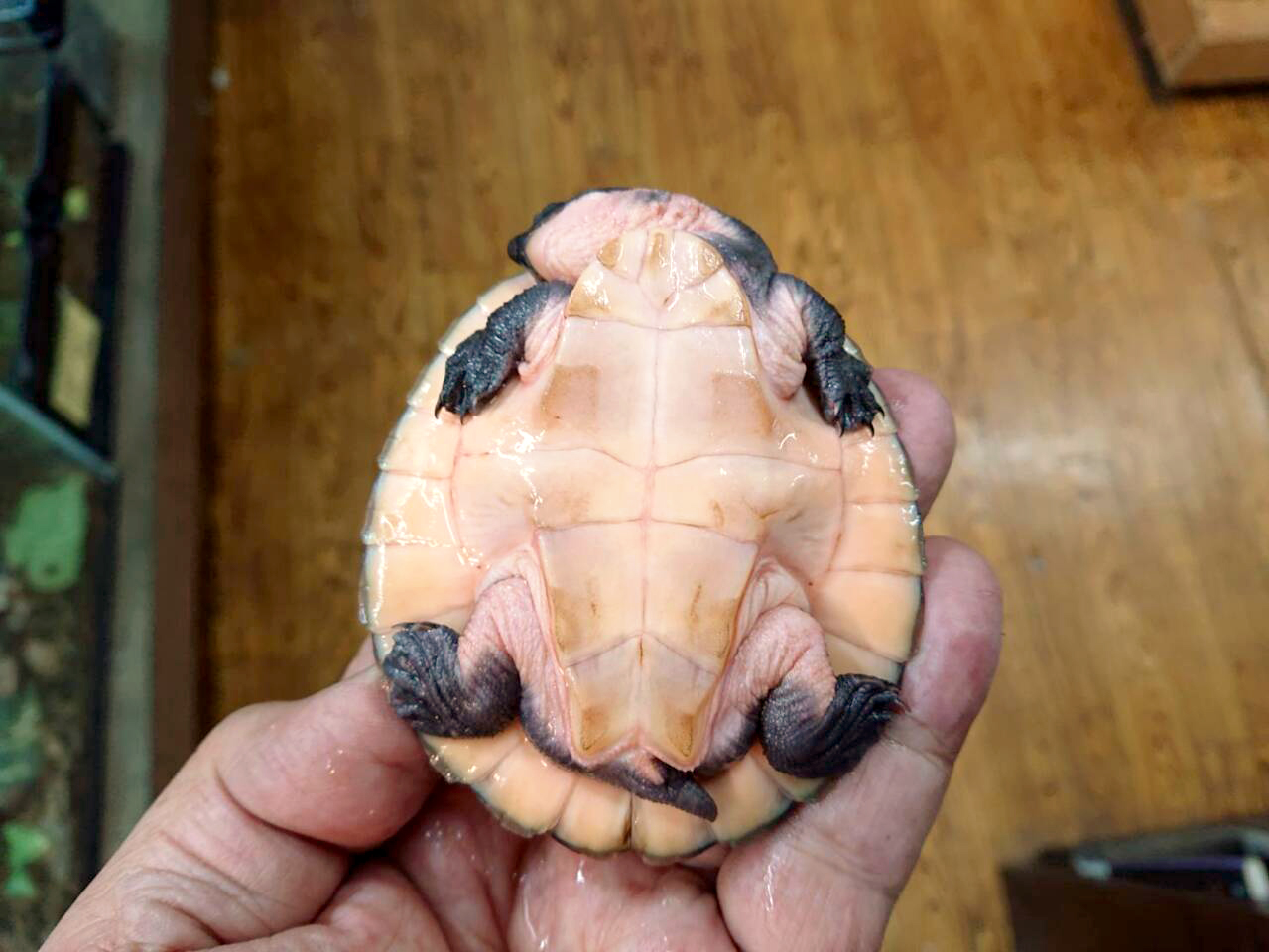 サウスイリアンカブトガメ(6)