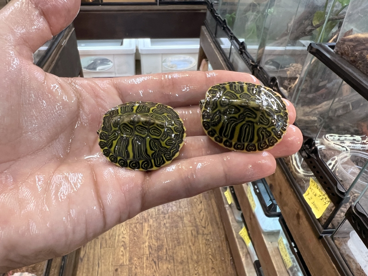 フロリダアカハラガメ(4)