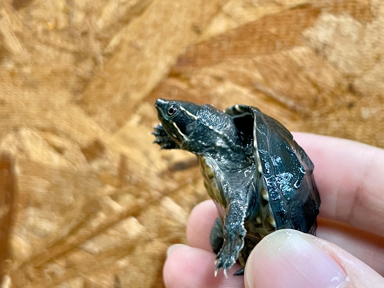 ミシシッピニオイガメ(6)