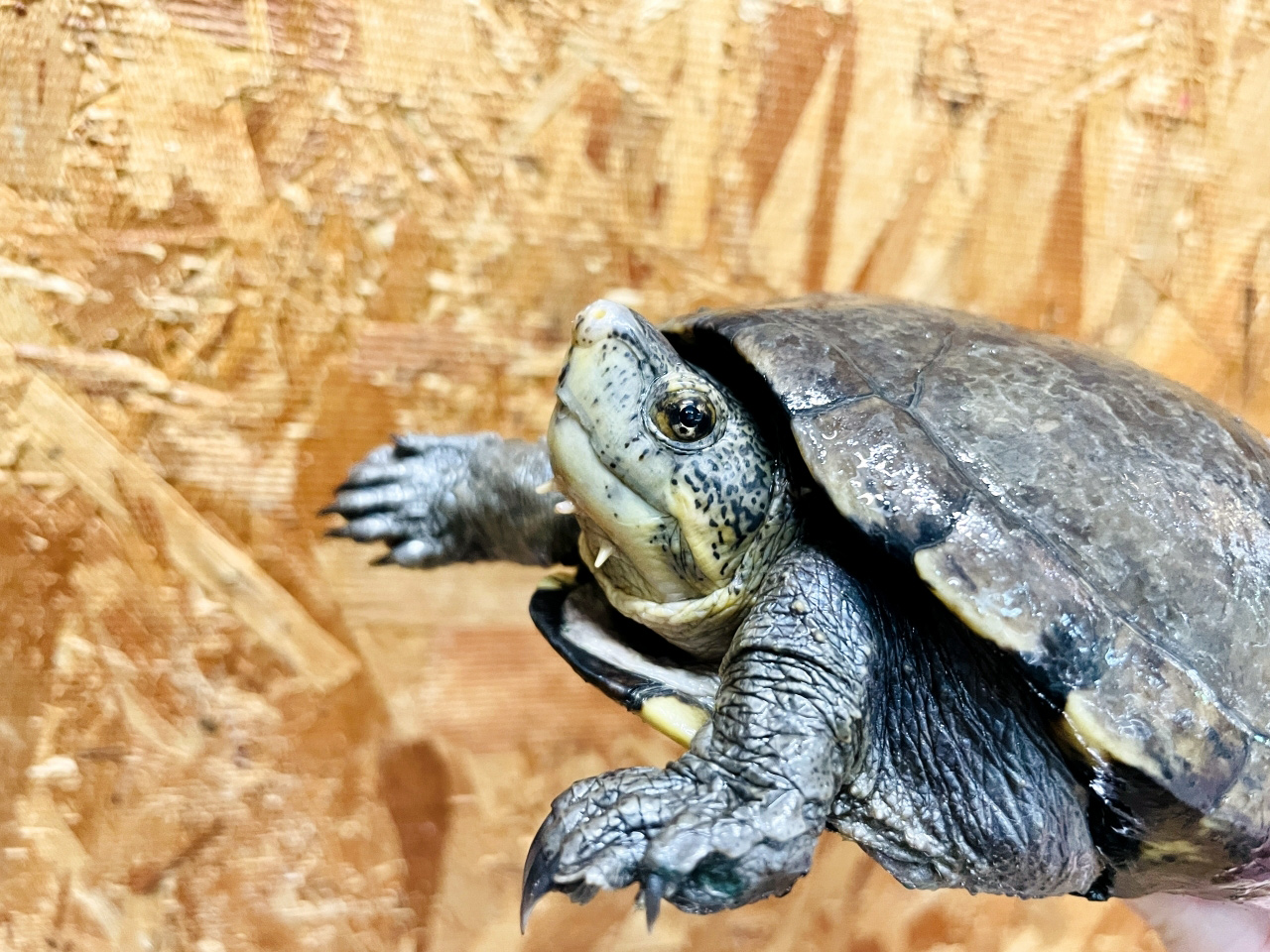 ゴツアシドロガメ(3)