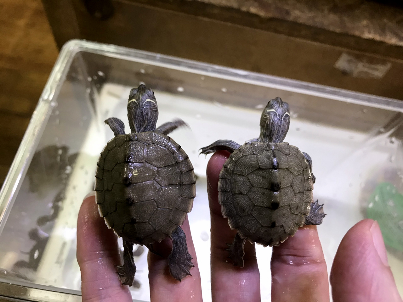 ハイイロチズガメ(10)