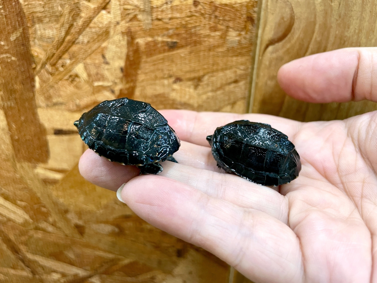 ミシシッピニオイガメ(7)