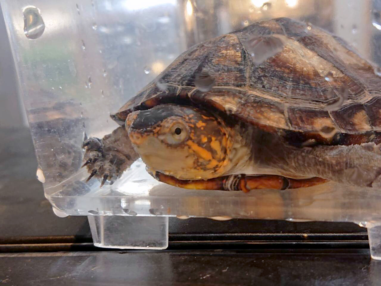 ホオアカドロガメ(5)