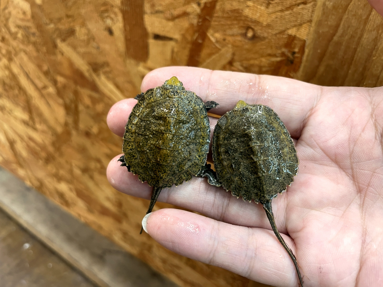 ニホンイシガメ(11)