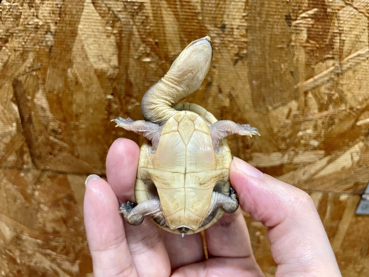 パーケリーナガクビガメ(4)