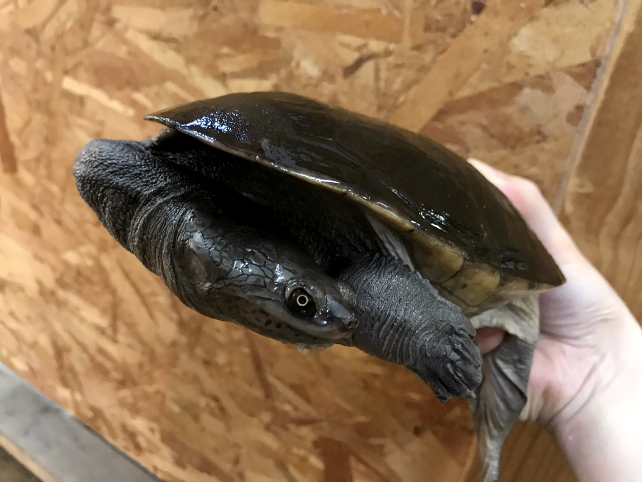 ジーベンロックナガクビガメ(2)