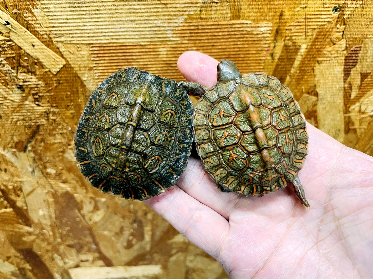 グァテマラアカスジヤマガメ(2)