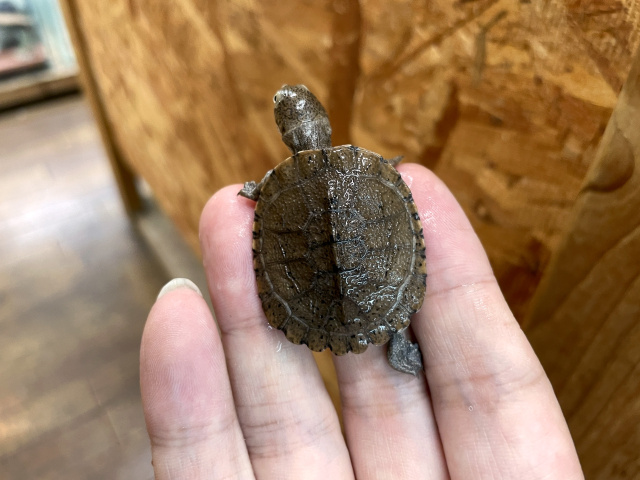 ノコヘリハコヨコクビガメ