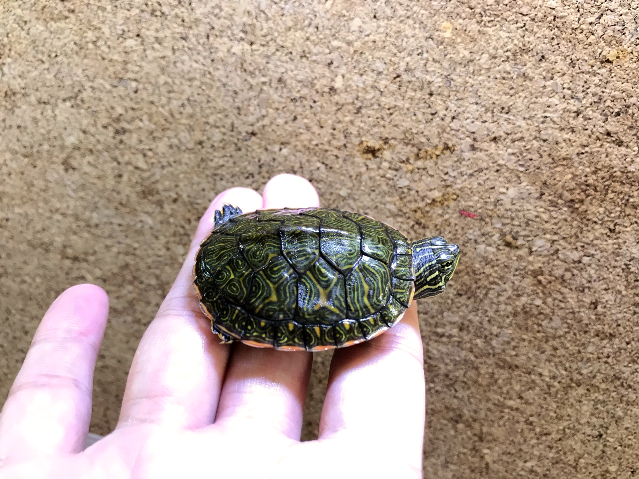 アラバマアカハラガメ(6)