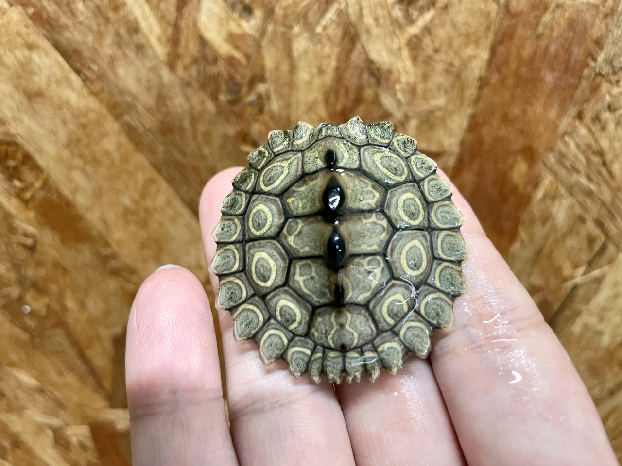 ワモンチズガメ(1)