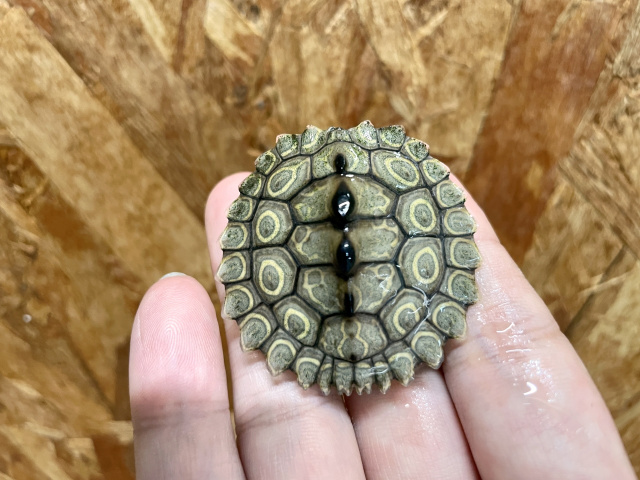 ワモンチズガメ