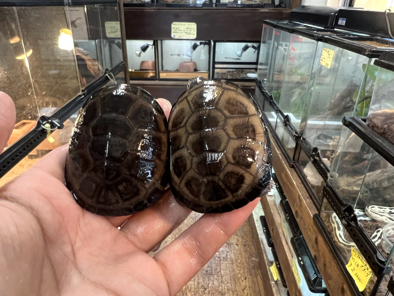 クリイロハコヨコクビガメ(9)