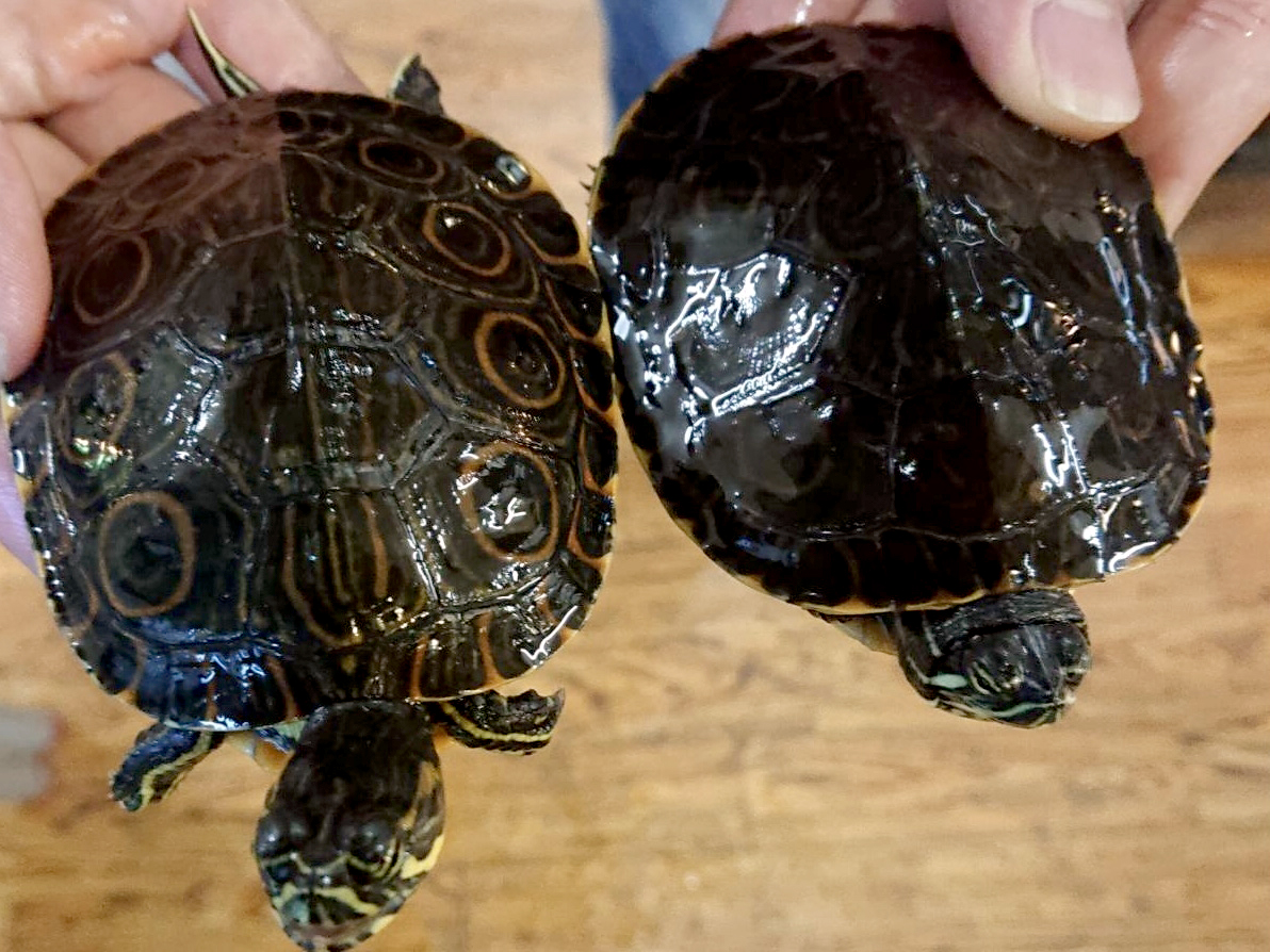 タバスコクジャクガメ(4)