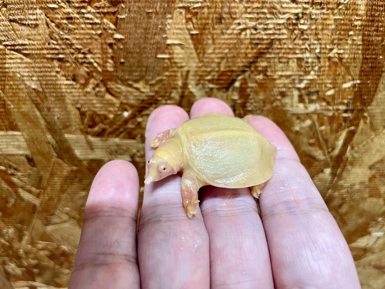 シナスッポン(7)