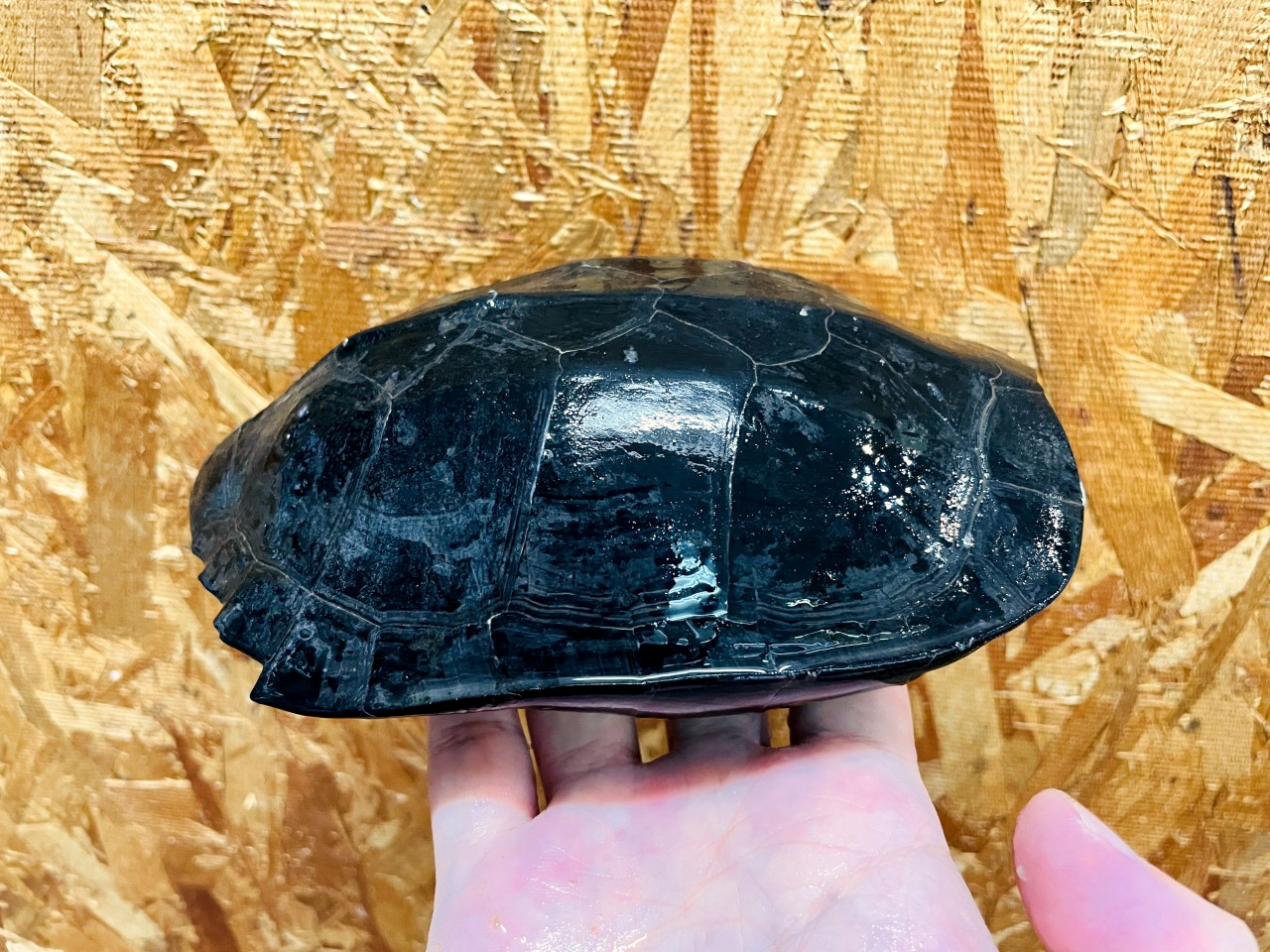 ホオジロクロガメ(8)