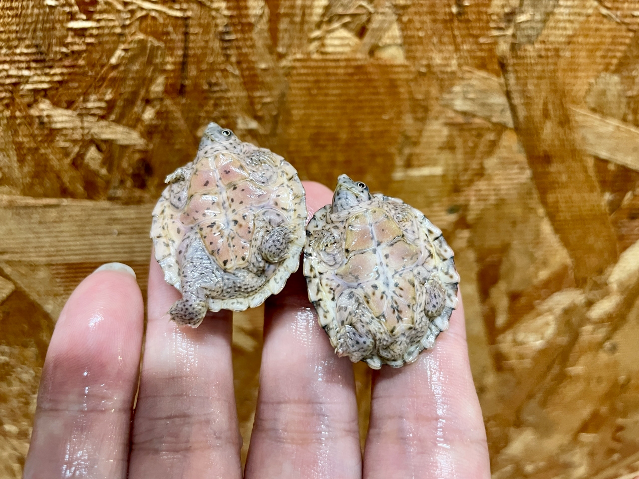 カブトニオイガメ(5)