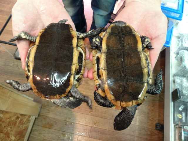 ズアカヒラタヘビクビガメ(6)