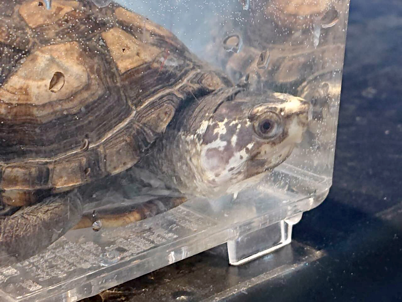 コガネドロガメ(3)