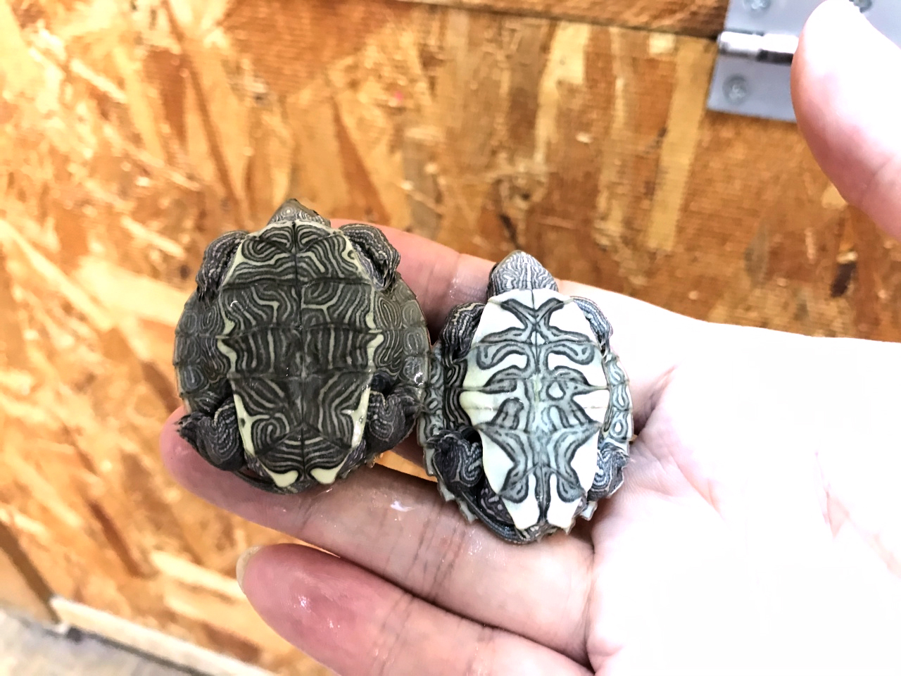 ハイイロチズガメ(12)