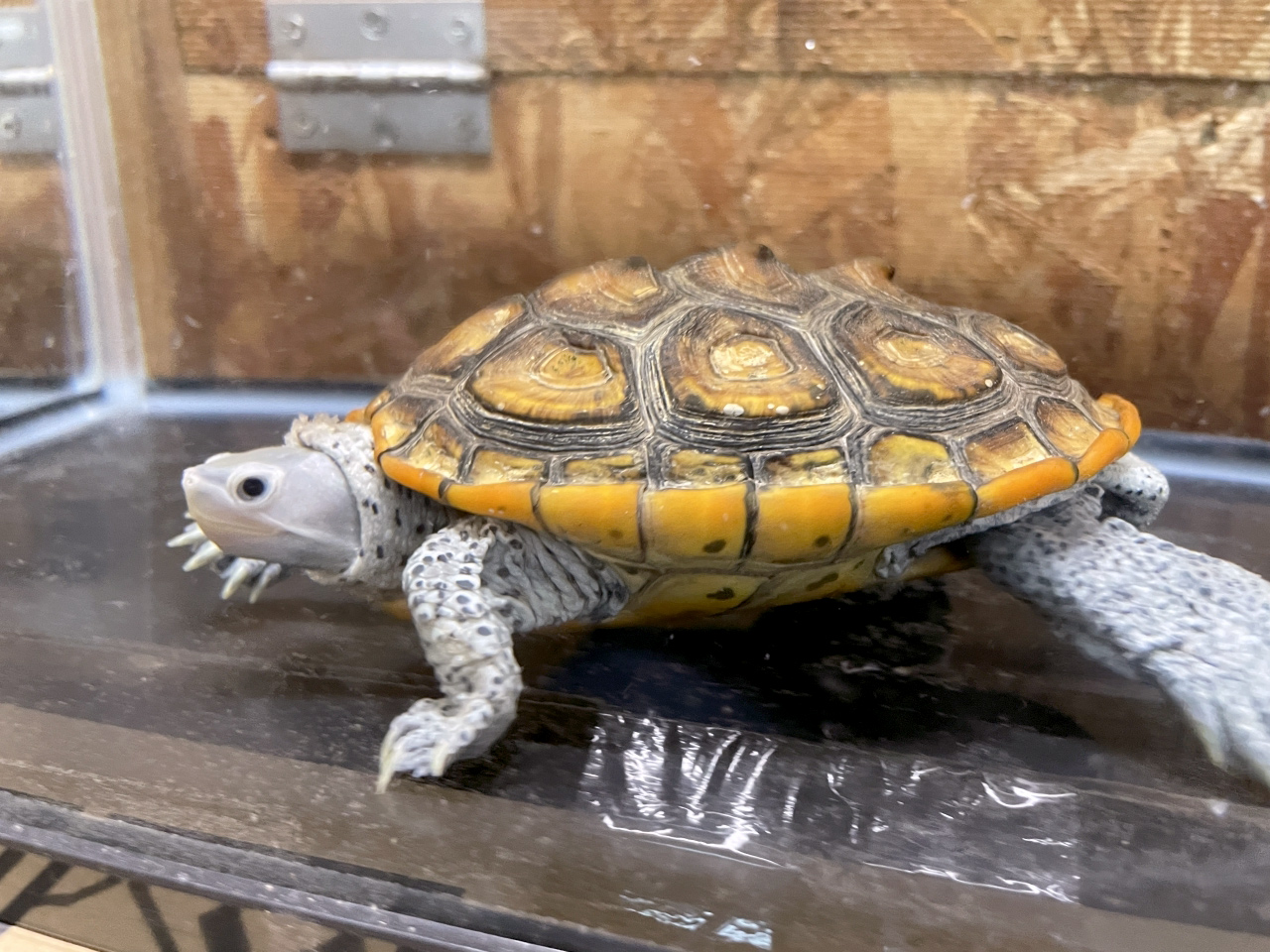 オルナータダイヤモンドバックテラピン(8)