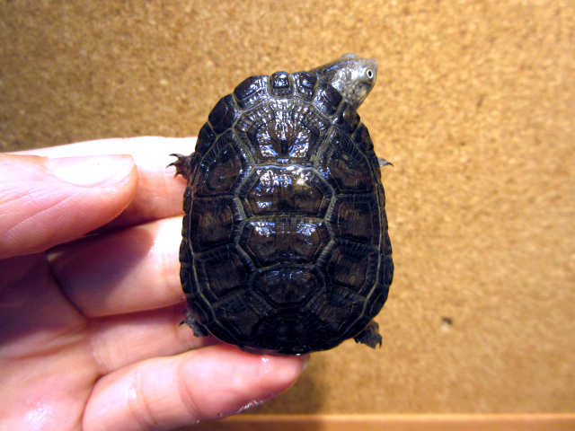 クロハラヘビクビガメ(11)