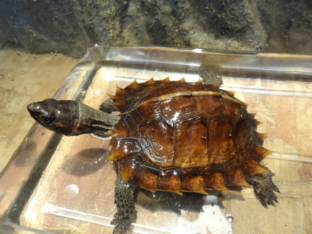 トゲヤマガメ(4)