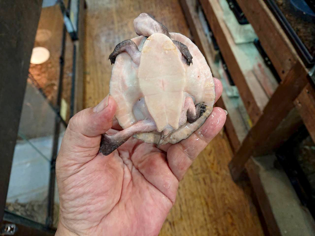 シュルツカブトガメ(4)