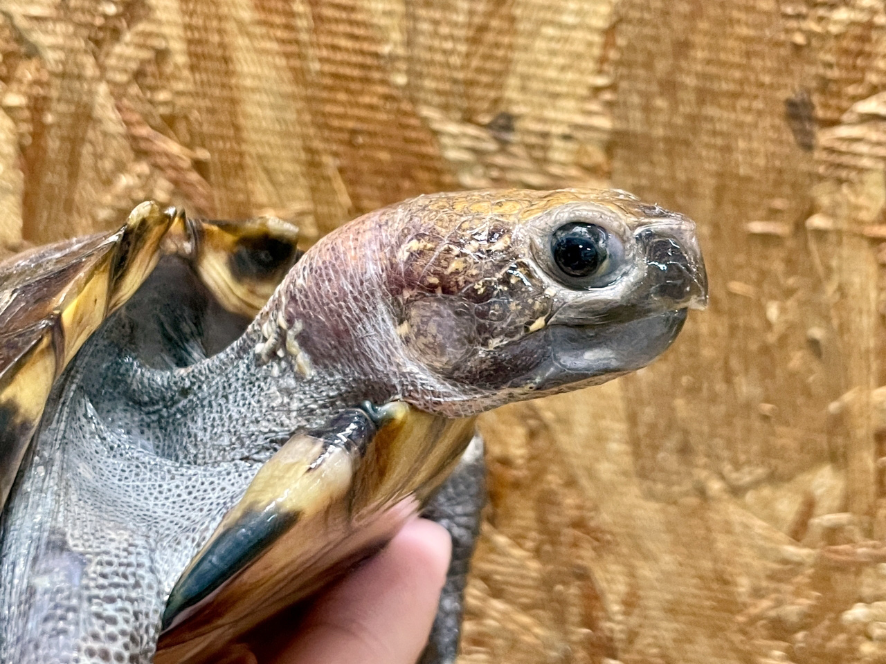 ムオヒラセガメ(10)