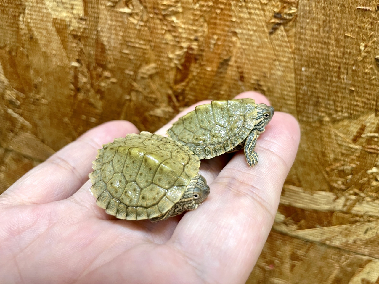 テキサスチズガメ(10)