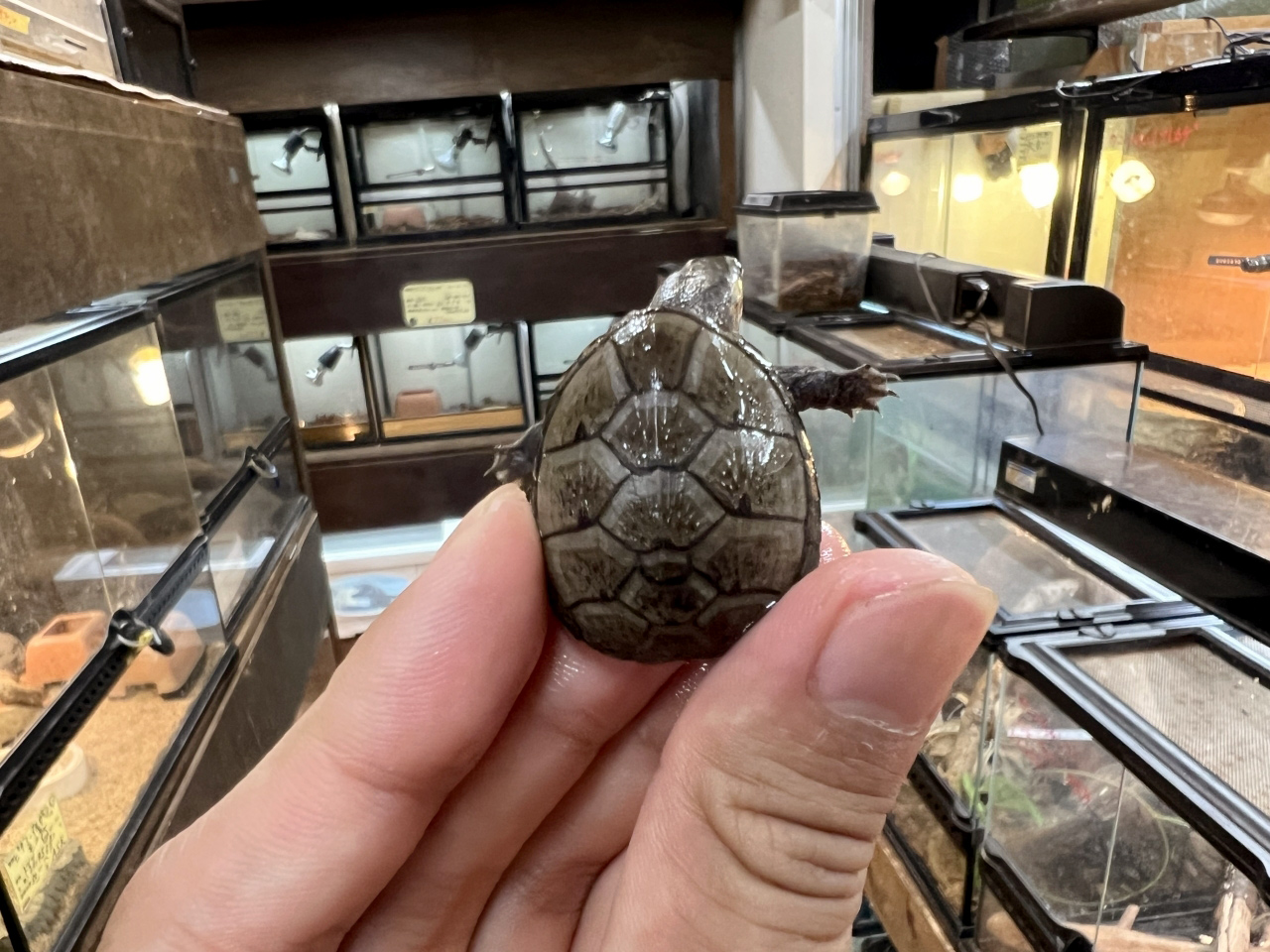 トウブドロガメ(9)