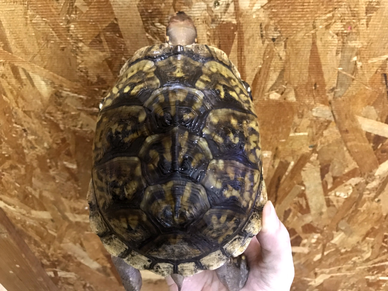 ミツユビハコガメ(9)