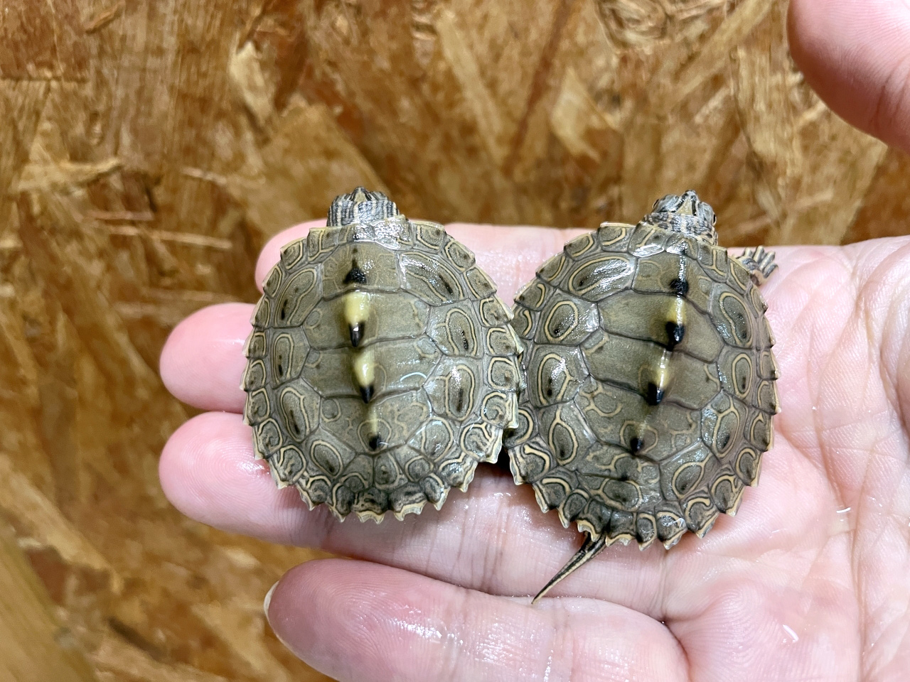 バーバーチズガメ(5)