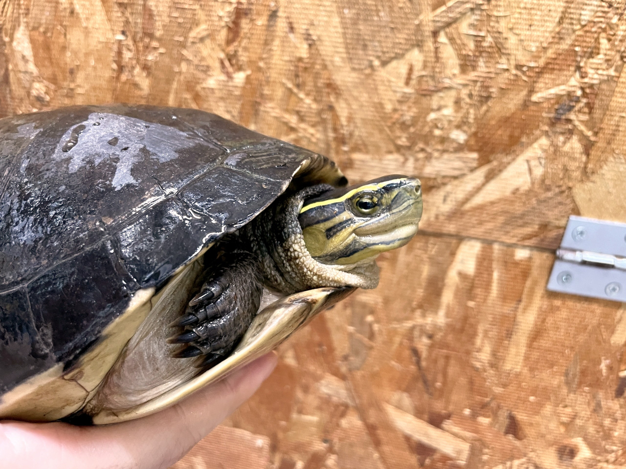 ジャワハコガメ(11)