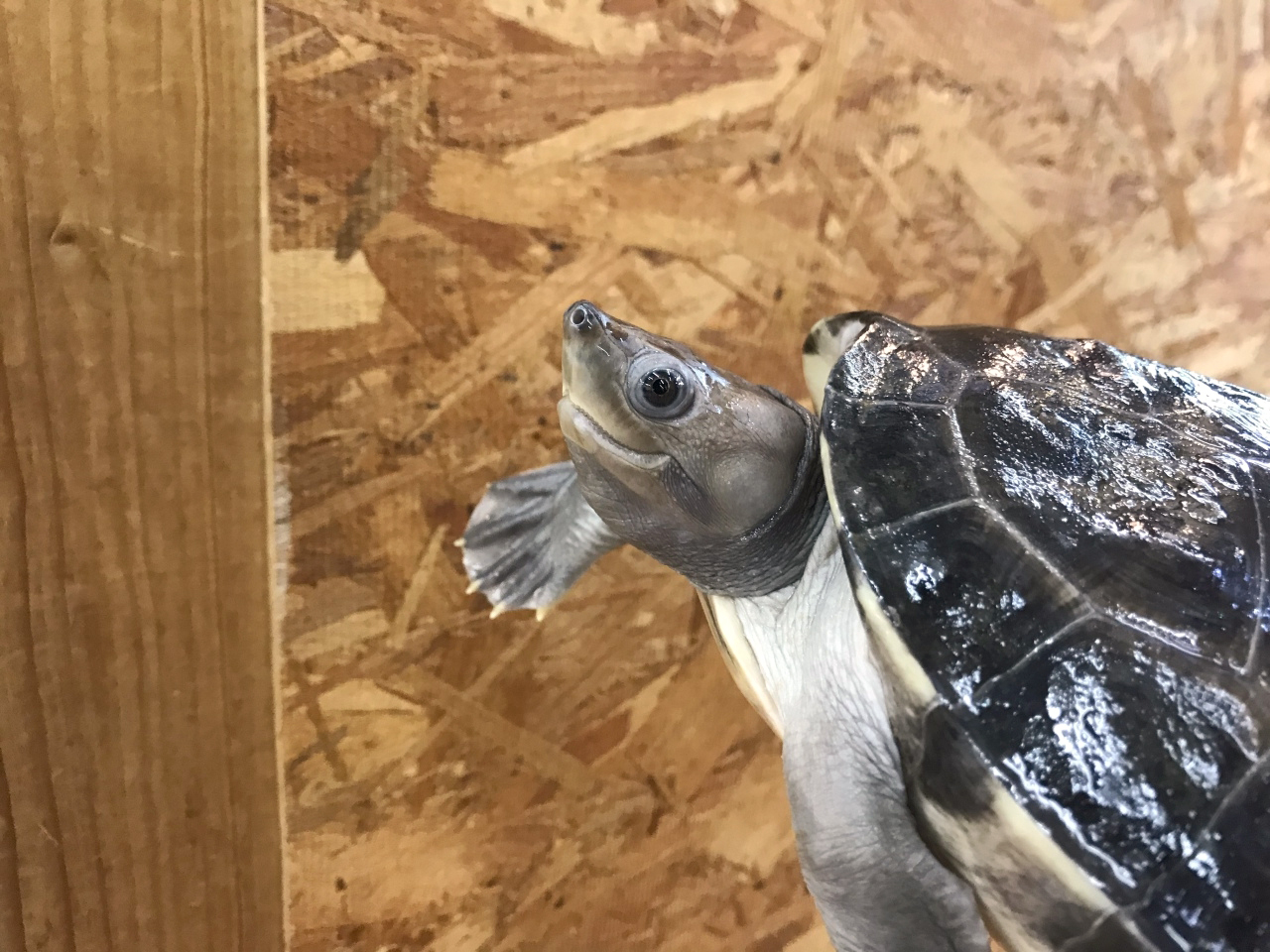 カラグールガメ(2)