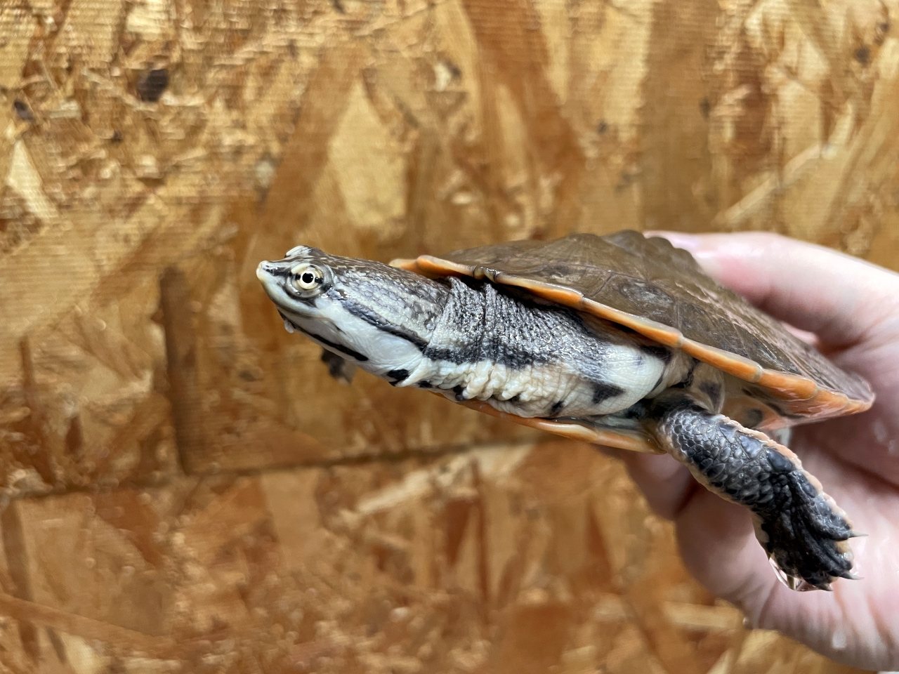 キタジェフロアカエルガメ(7)