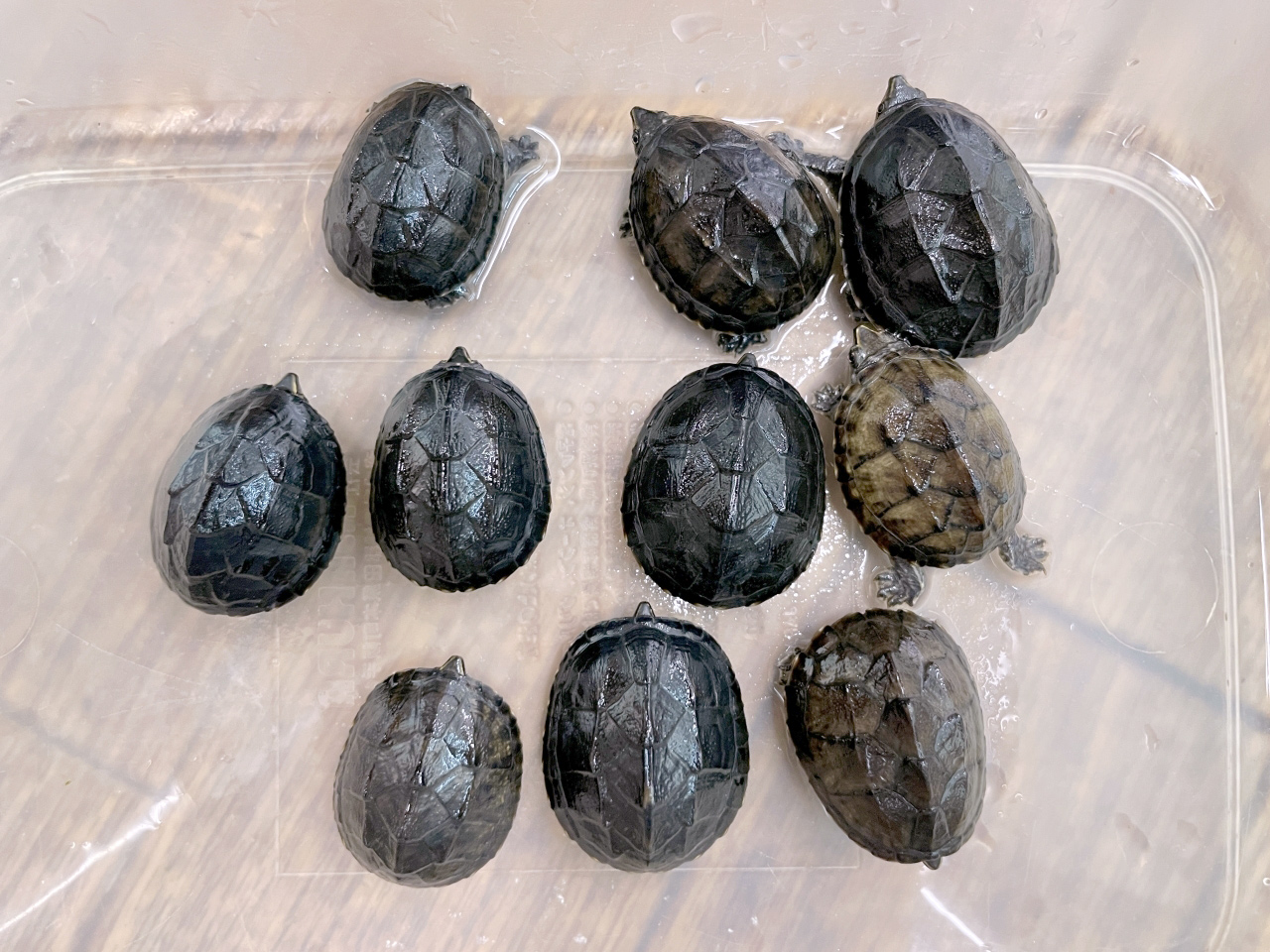 ミシシッピニオイガメ(4)