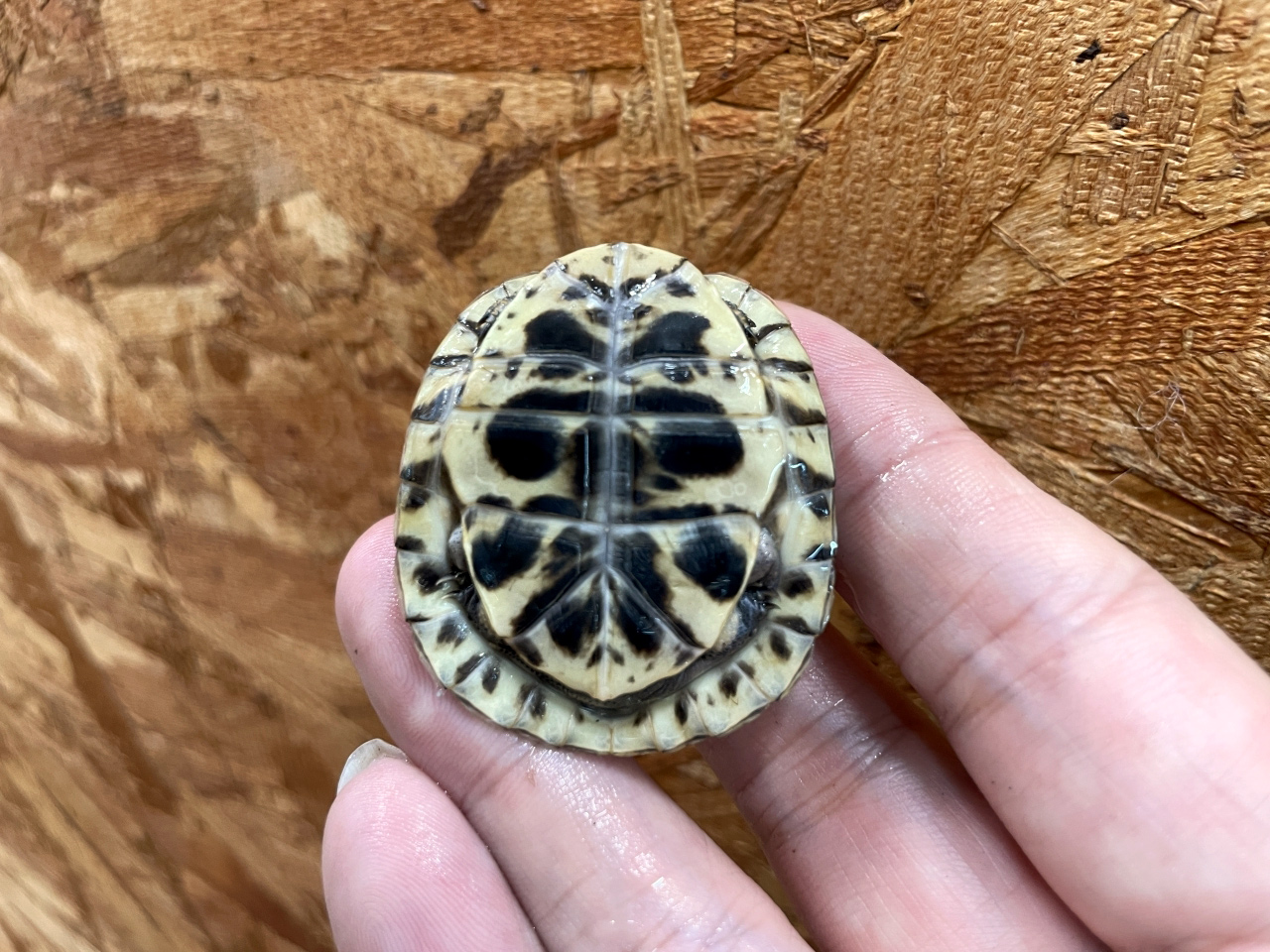 フロリダハコガメ(4)