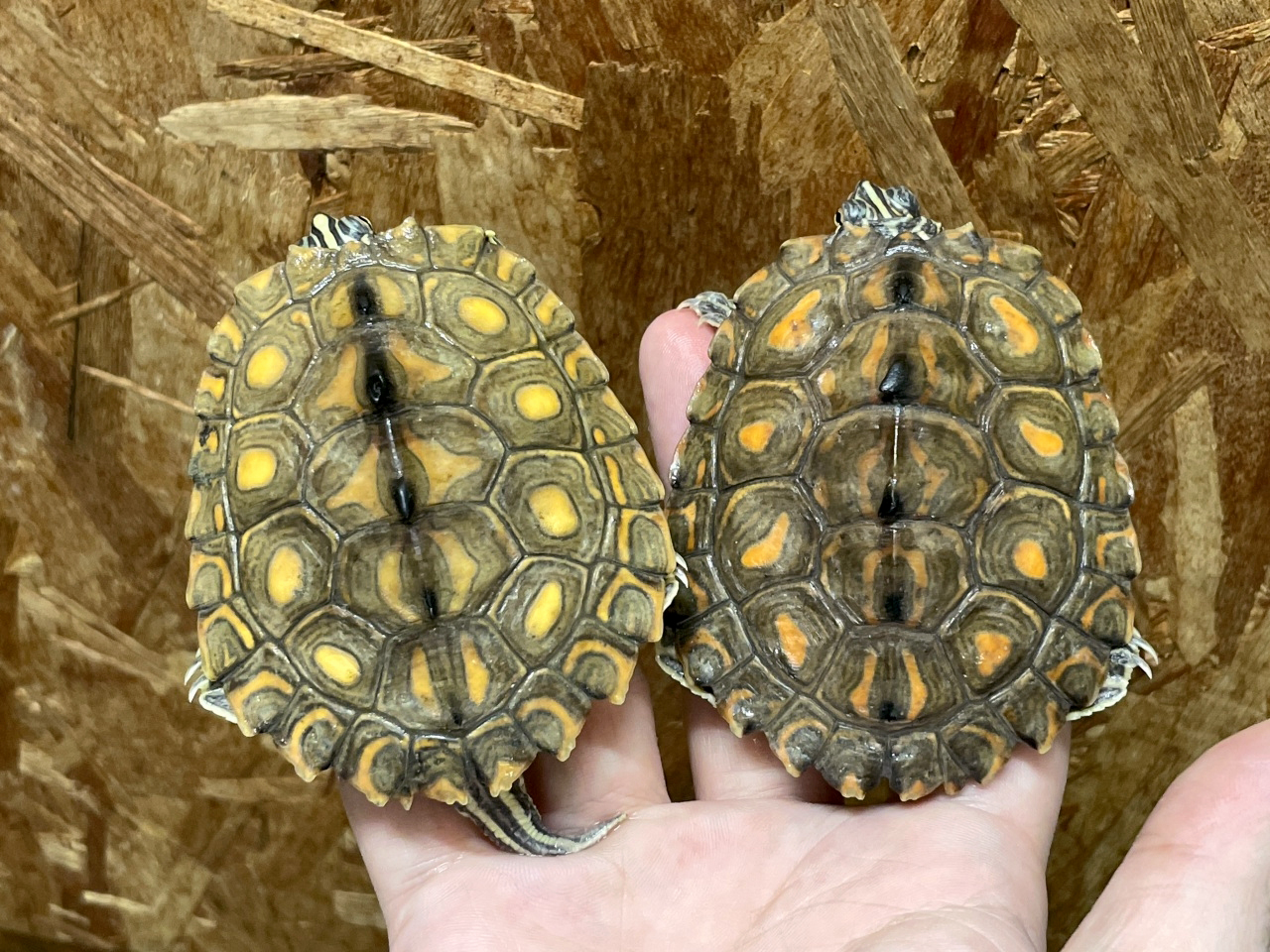 キマダラチズガメ(3)