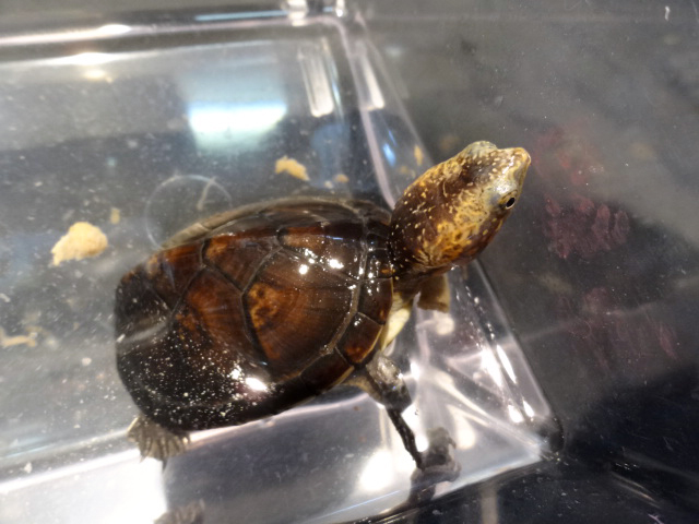 キタシロクチドロガメ(4)