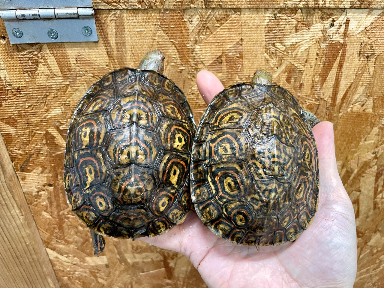 コスタリカアカスジヤマガメ(4)